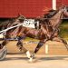 Ammo fires to Rosecroft return win 3 Ammo fires to Rosecroft return win