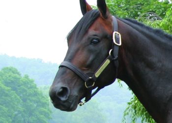 Giant Hit euthanized at age 32