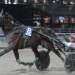 Two-year-old Breeders Crown featured at Solvalla 5 Two-year-old Breeders Crown featured at Solvalla