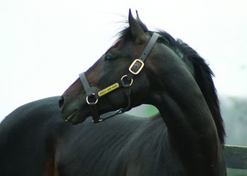 Roddy’s Bags Again retired from stud