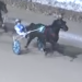 Veteran trotter dominates London feature