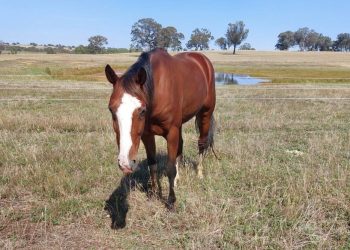Sweet Face hoping for maiden success at start 64