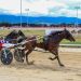 The Shallows notches up another Tassie feature win