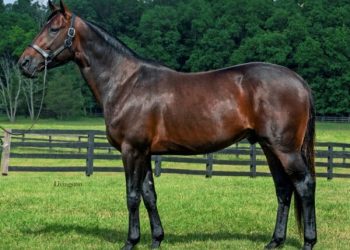 World leading trotting genetics boost National Yearling Sale