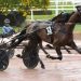 Prix Une de Mai held at sloppy Cagnes-sur-Mer