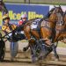 Grimson and Callaghan’s big night at Menangle