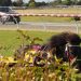 Fresh young faces in the bike at Ascot Park 2 Fresh young faces in the bike at Ascot Park