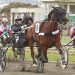 More trotters through to $30,000 Seddon Districts Final 2 More trotters through to $30,000 Seddon Districts Final