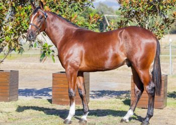 ‘Special’ pair from Patrician Park 