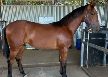 Sydney’s Standouts: Top solo entries at the Sale – Pt 1 