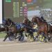 New Year’s Eve sees 2024 harness racing out on a high