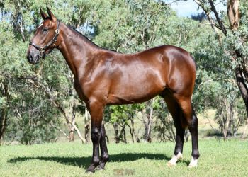 From reject to Group 1 glory 