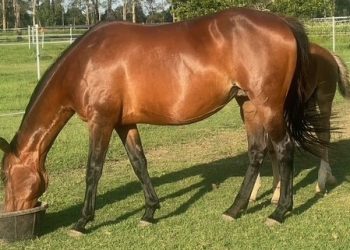 Commercial yearlings & modern bloodlines