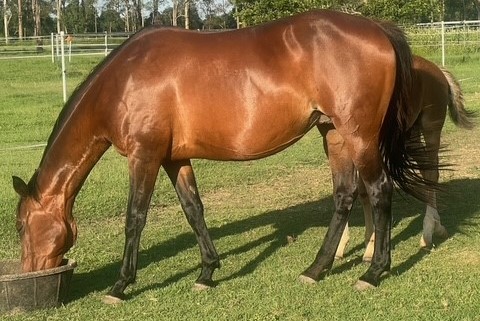 Commercial yearlings & modern bloodlines