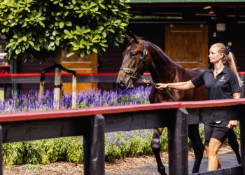 $600,000 Next Gen boost for 2025 Sale yearlings