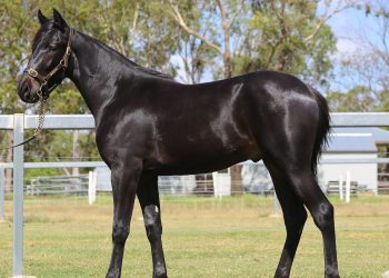 Striking colt with an intense pedigree