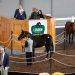 Entries Open for 2025 London Classic Yearling Sale 2