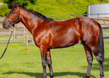 Young sire off to flying start