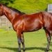 Young sire off to flying start