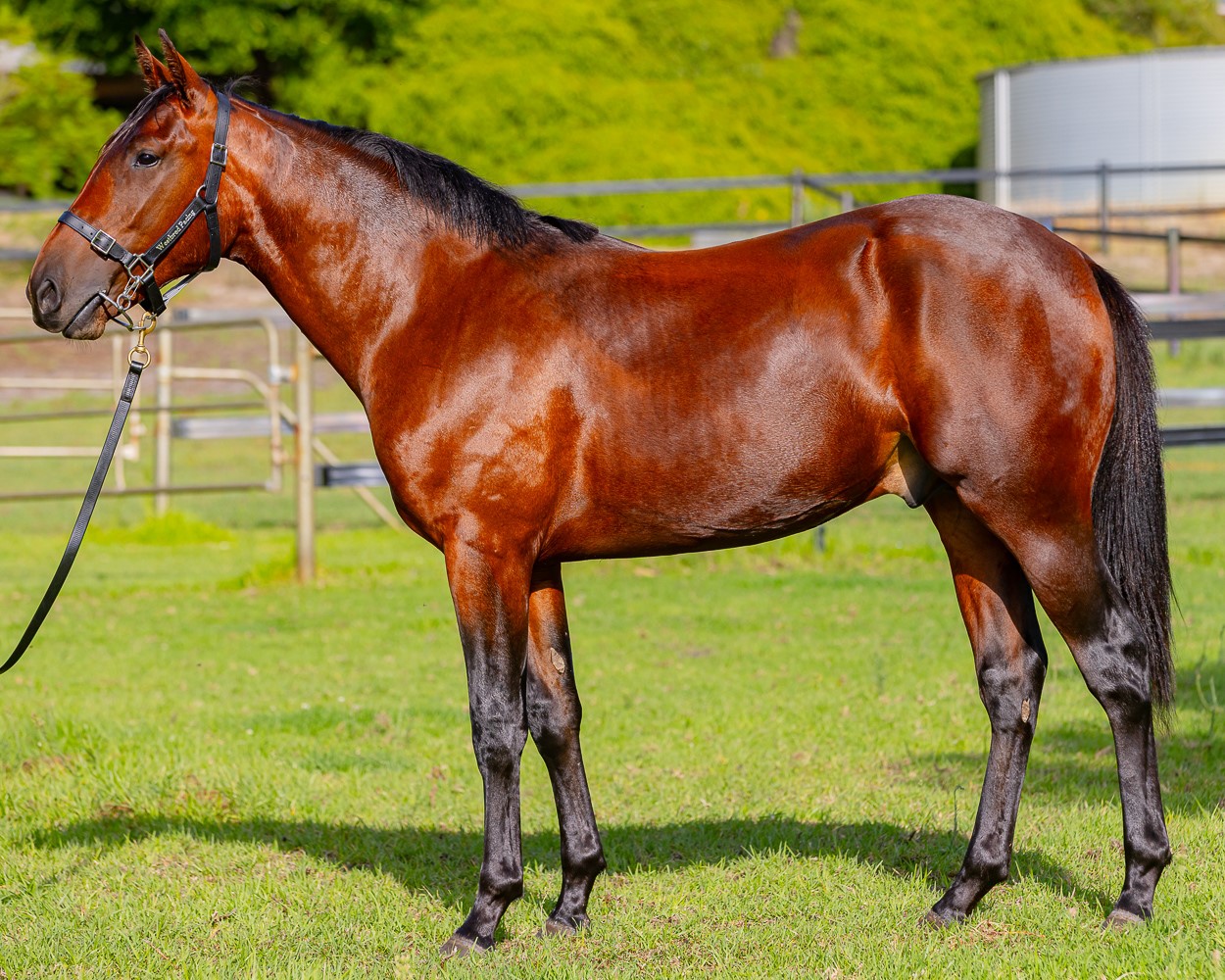 Young sire off to flying start 1