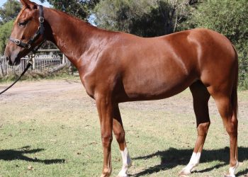 Spicy chestnut filly a half to G1 winner