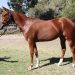 Spicy chestnut filly a half to G1 winner 2 Spicy chestnut filly a half to G1 winner