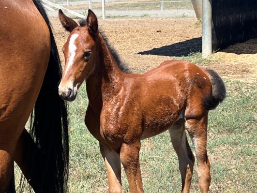 Big Vicbred Platinum double!