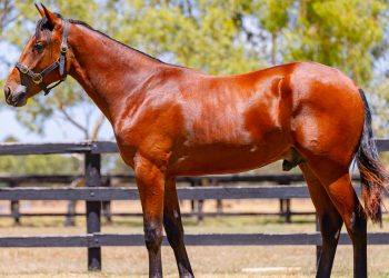 Foal resuscitation part of the job