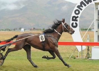 Williamson trotter chance to upset favourite