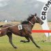 Williamson trotter chance to upset favourite