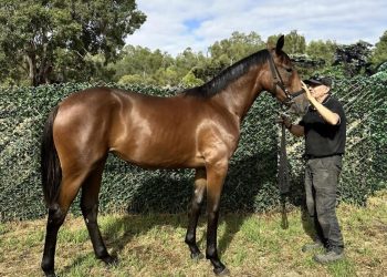 Success is in Lewis’ DNA