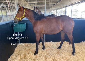 Three ‘A Listers’ from Atworthy Park