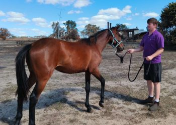 Spurr yearlings toughened by fire
