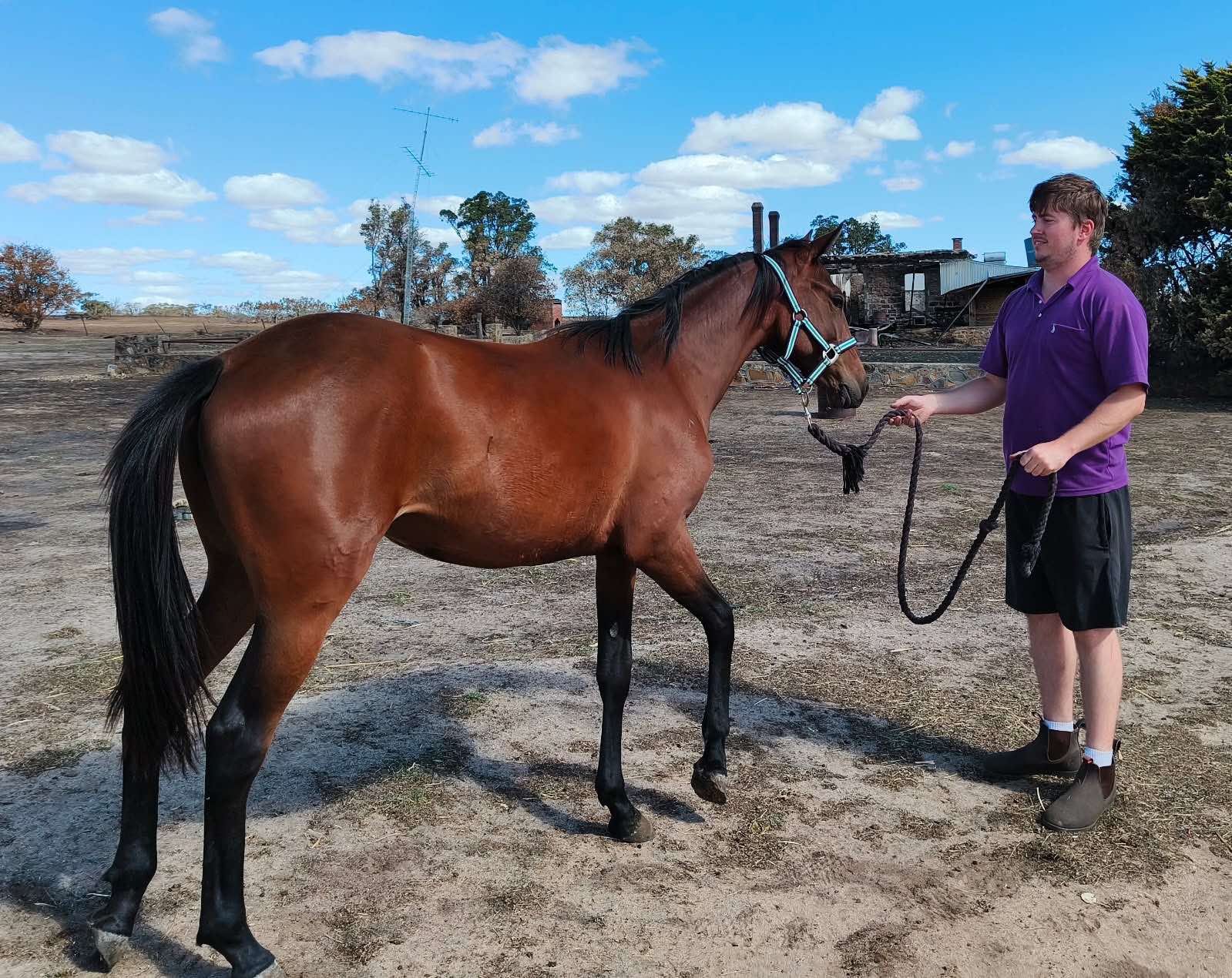 Spurr yearlings toughened by fire