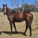 Perth’s prime prospects: Top single Lot Vendors Pt2 