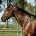 First crop of King Of Swing progeny debuts at APG Sales