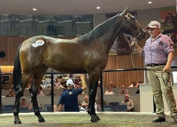 King Of Swing filly brings top price at sale
