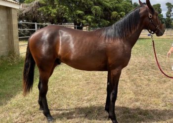 Impressive Colts from Sutton Lodge 