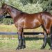 Perth’s prime prospects: Top single Lot Vendors Pt3