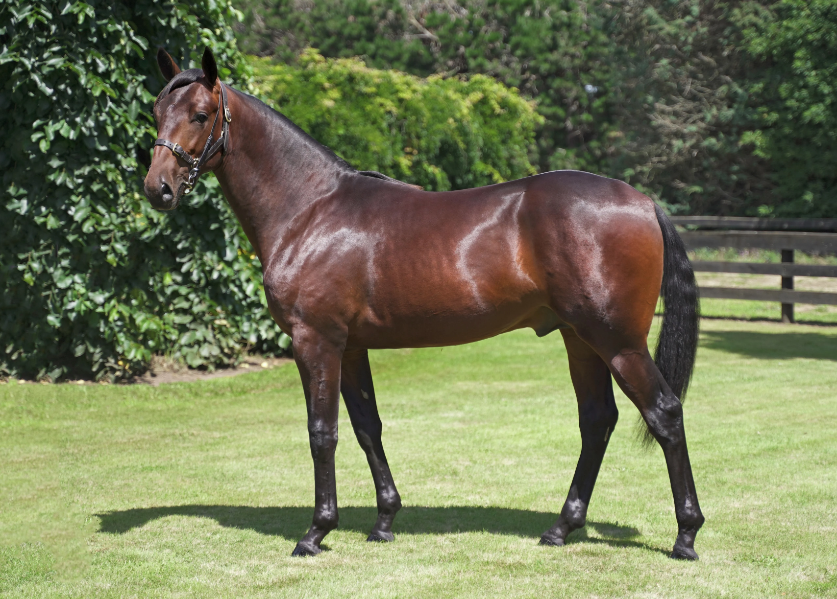 Lazarus primed for a big 2025 Down Under 2