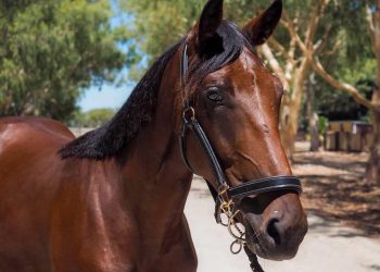 Country teen bitten by the harness bug