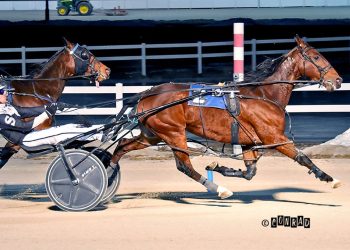 The Bird Dance soaring for Storer