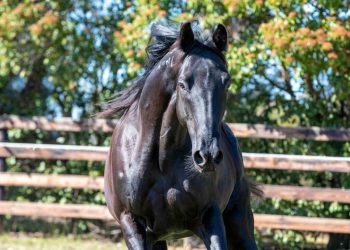 Sydney’s standouts: Top solo entries at the sale – Pt 2 