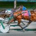 Live harness racing returns to Fraser Downs 4 Live harness racing returns to Fraser Downs