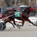 Veteran mare completes triple for McAssey 2