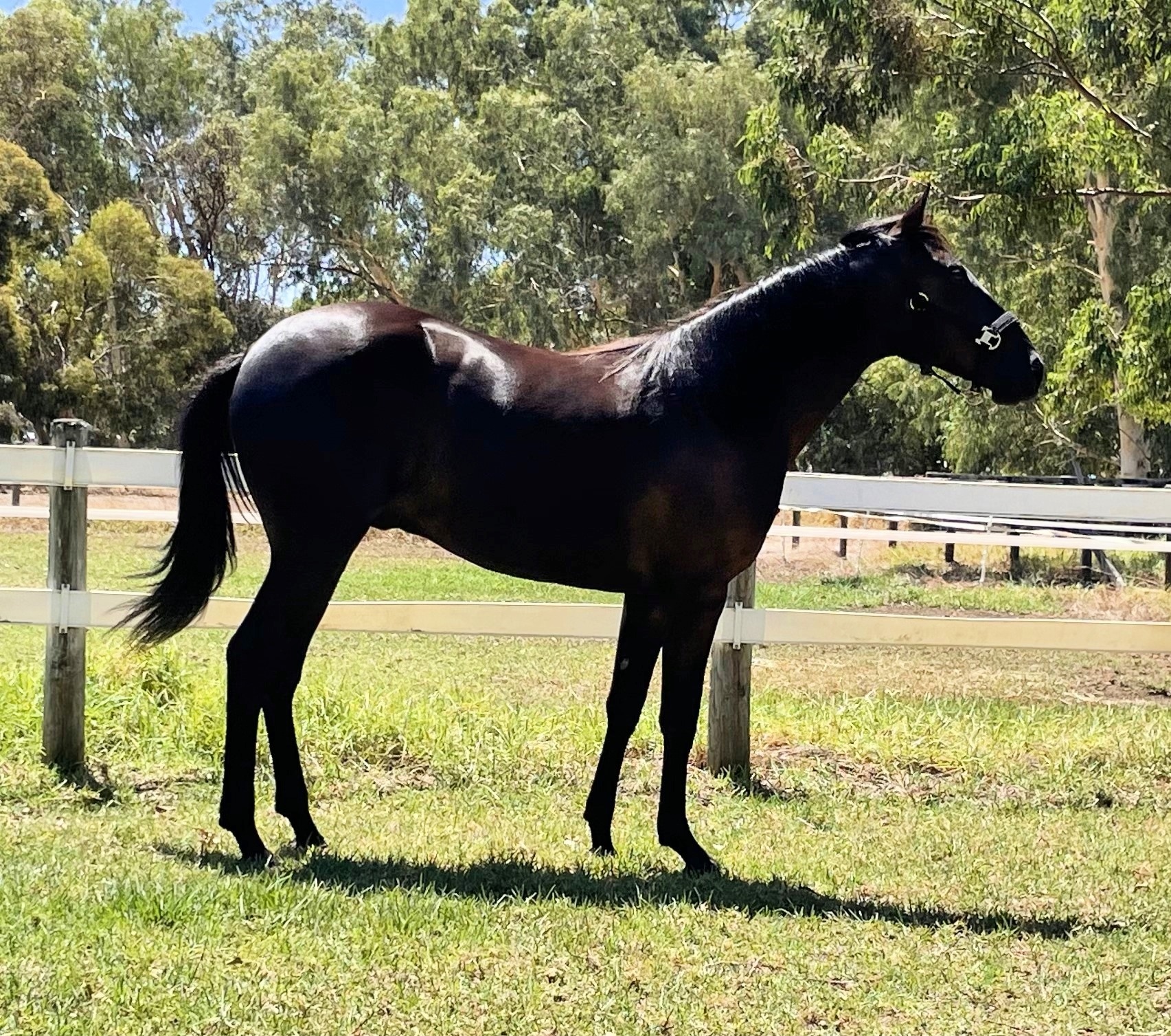 Petricevich driven by Echoes of Success 1