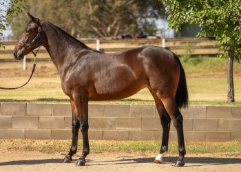 Breeding Champions is in the Cordina Bloodline