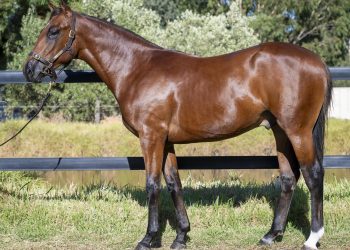 Six of the best from Soho Standardbreds