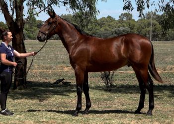 Sydney’s Standouts: Top Solo Entries at the Sale – Pt 3