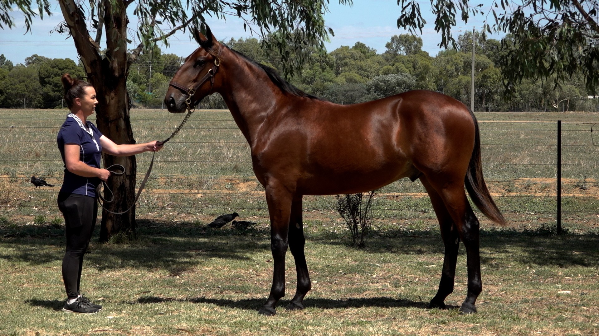 Sydney’s Standouts: Top Solo Entries at the Sale – Pt 3